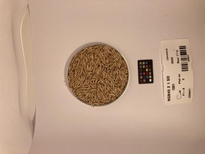 Click for 1 image(s) for this accession. SEED